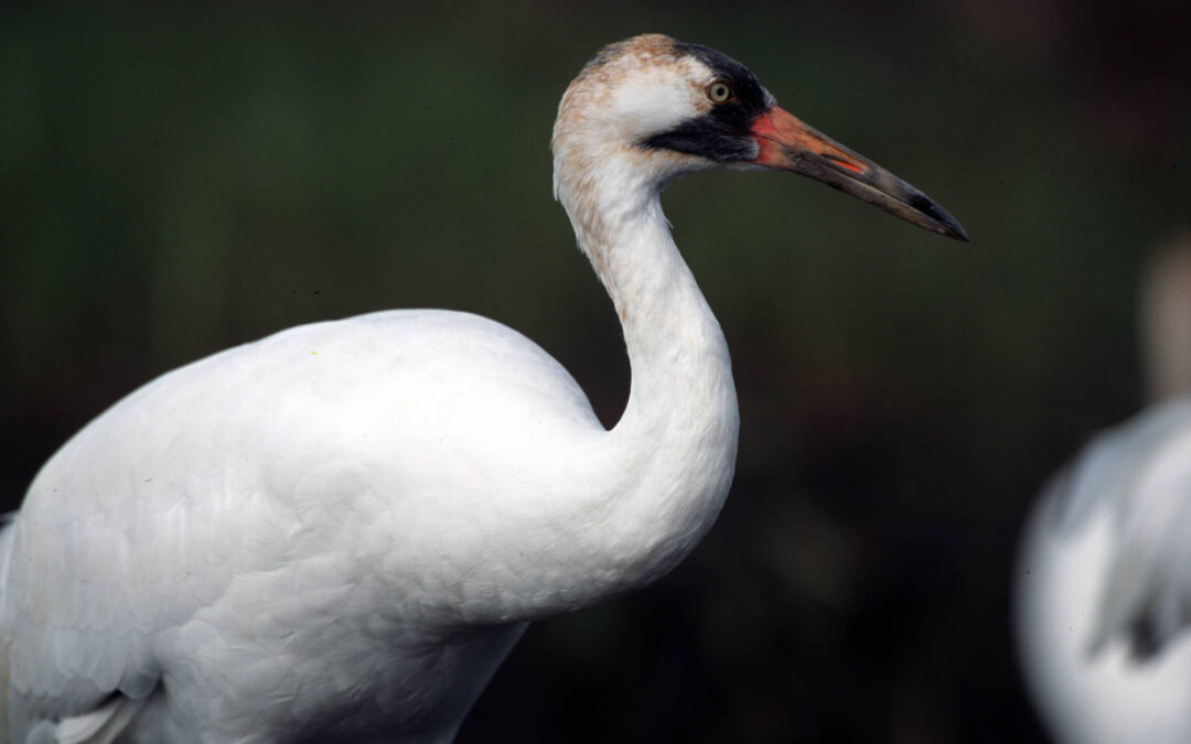 Wind Energy: A Wildlife Biologist’s Take